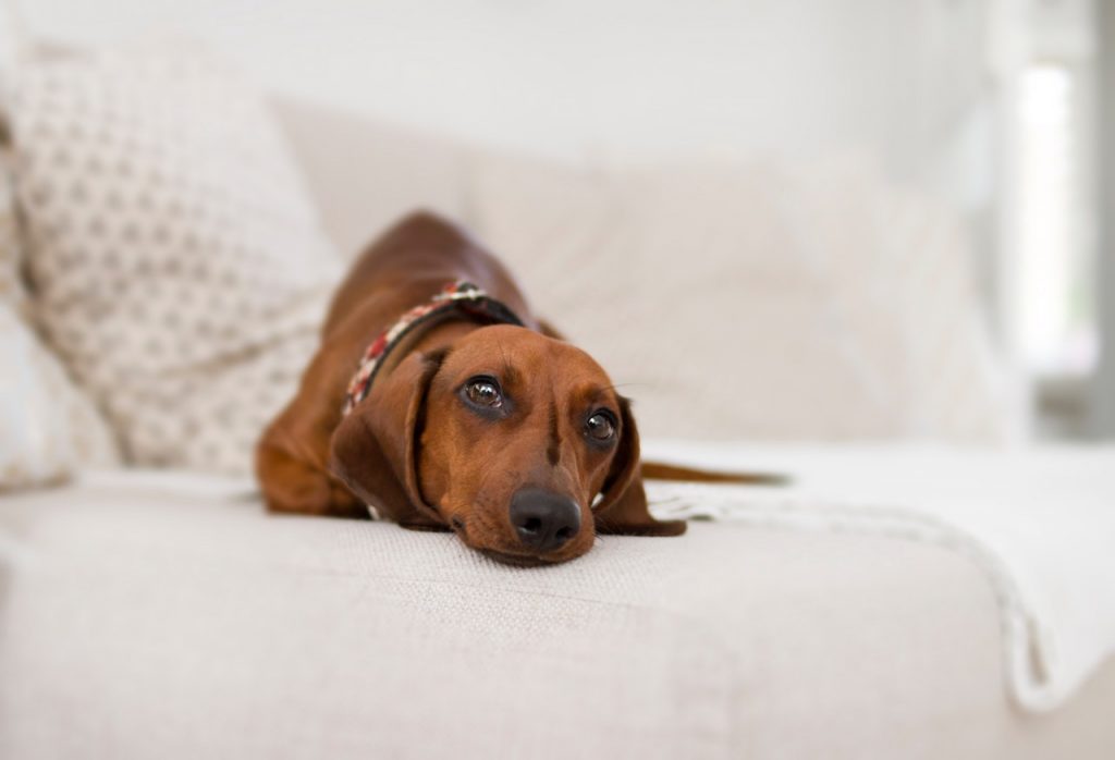 chien sur un canapé