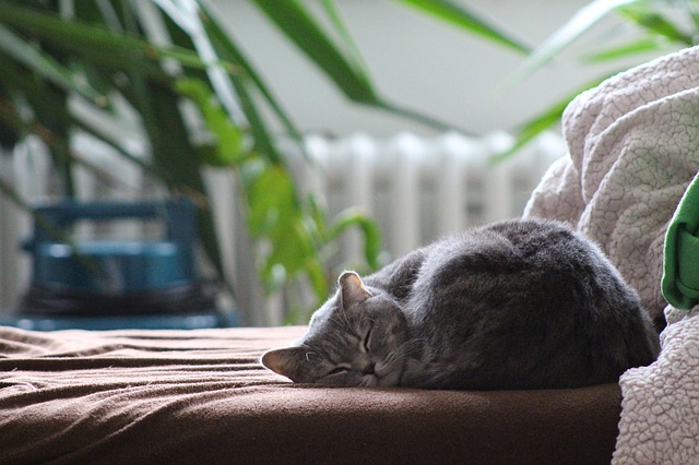 Les huiles essentielles anti-allergies aux chats